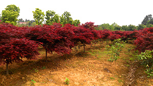 午夜福利视频合集园红枫