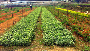 午夜福利视频合集园金边黄杨苗