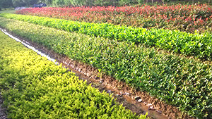 午夜福利视频合集园各类小苗