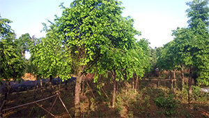 午夜福利视频合集园红豆杉