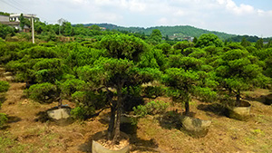 午夜福利视频合集园造型柏树