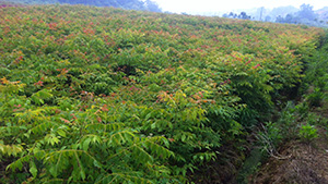 午夜福利视频合集园栾树