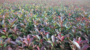 午夜福利视频合集山庄苗木基地红继木小苗