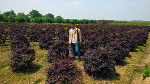 午夜福利视频合集山庄苗木基地红继木球