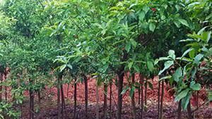 午夜福利视频合集山庄苗木基地杜英