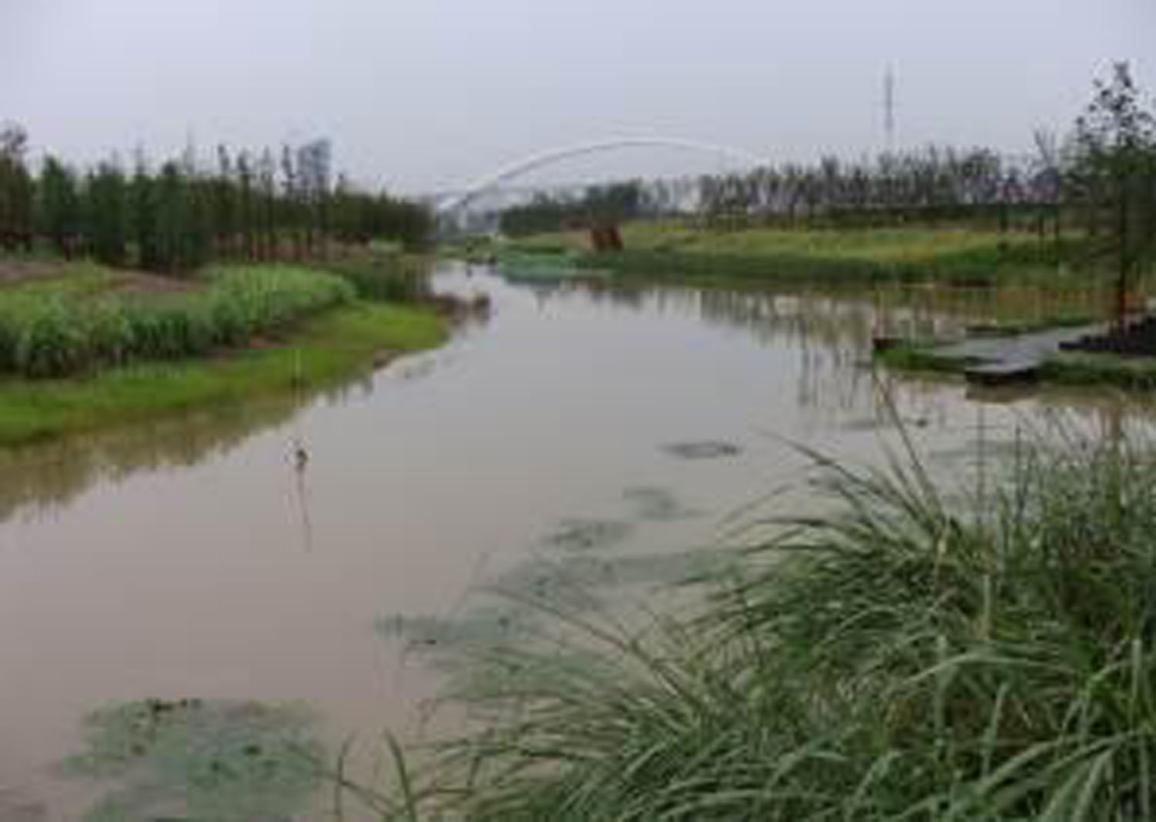 洋湖湿地生态午夜福利AV免费观看与保育工程